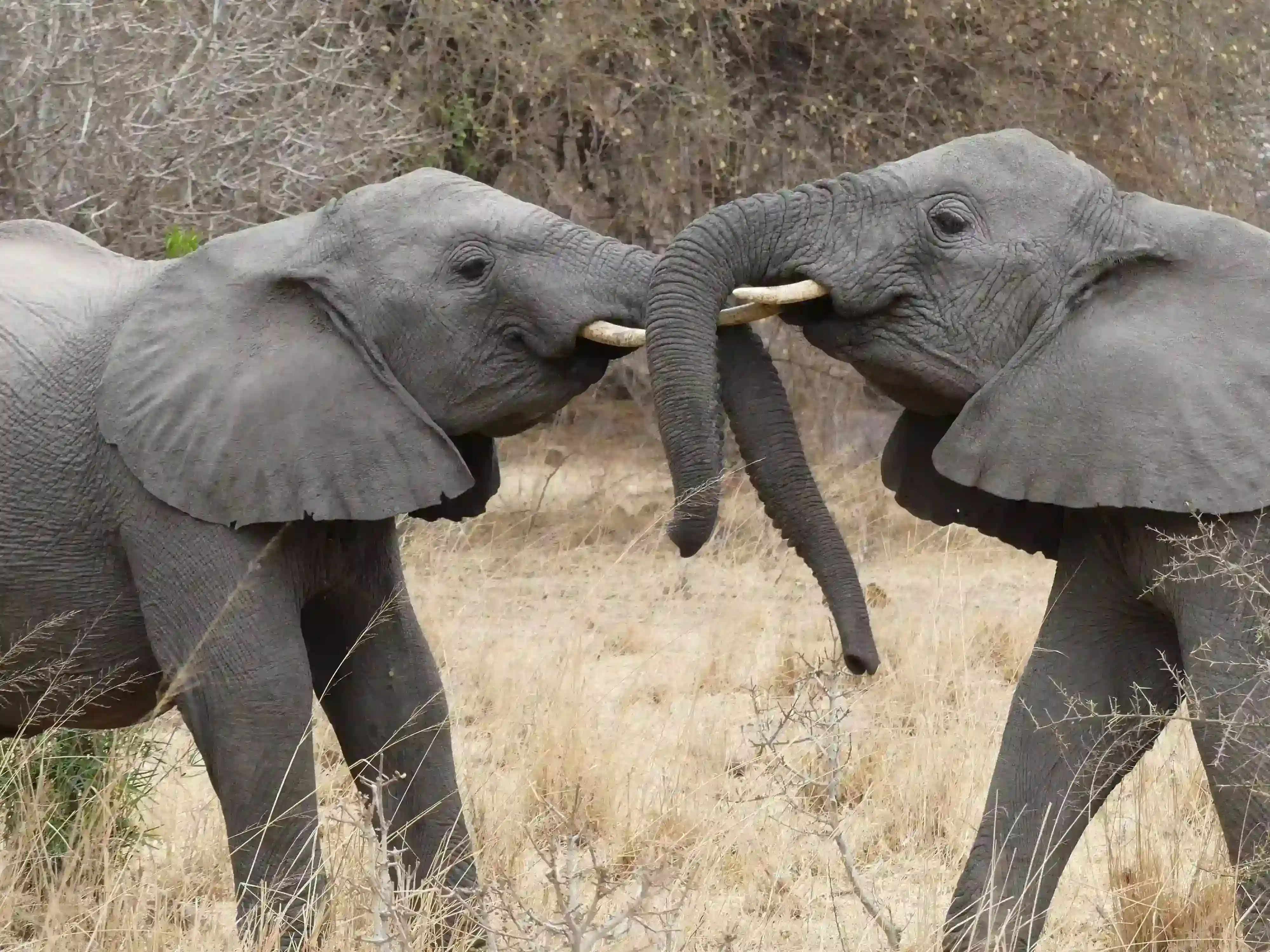 Tarangire National park